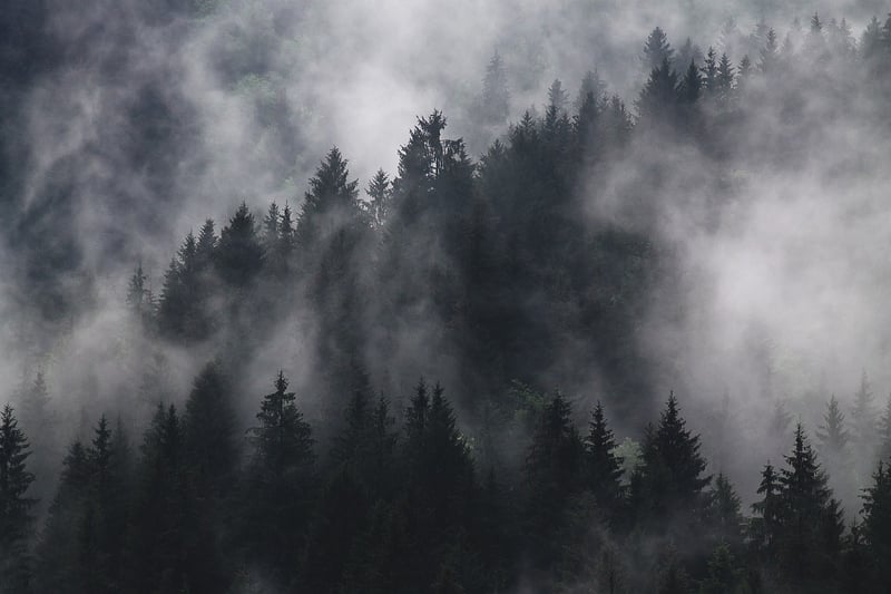 Mystery Forest